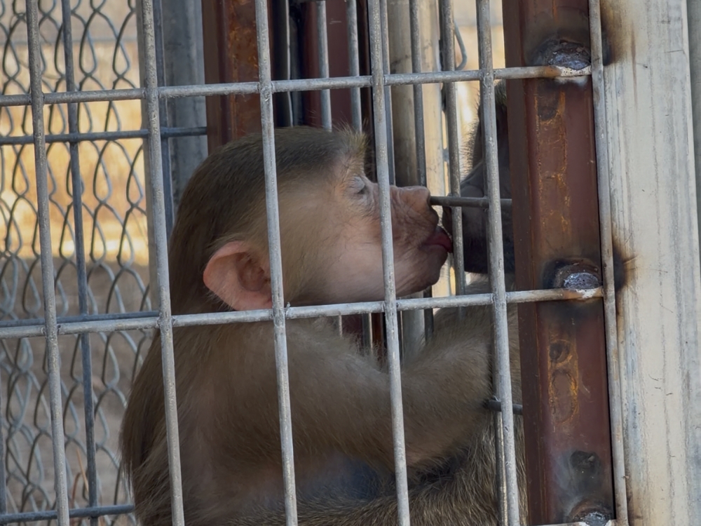 Ophelia and Little Foot get to know each other. Photo: Born Free USA.