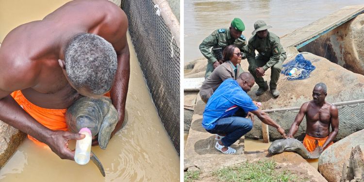 Baby manatee being cared for and strengthened for release into the wild.