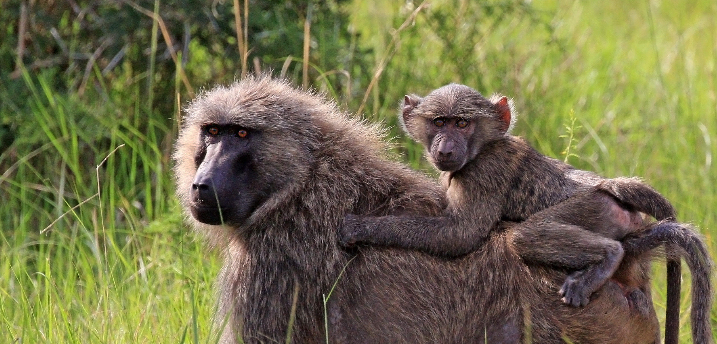 Baboon Facts Born Free USA Animal Advocacy