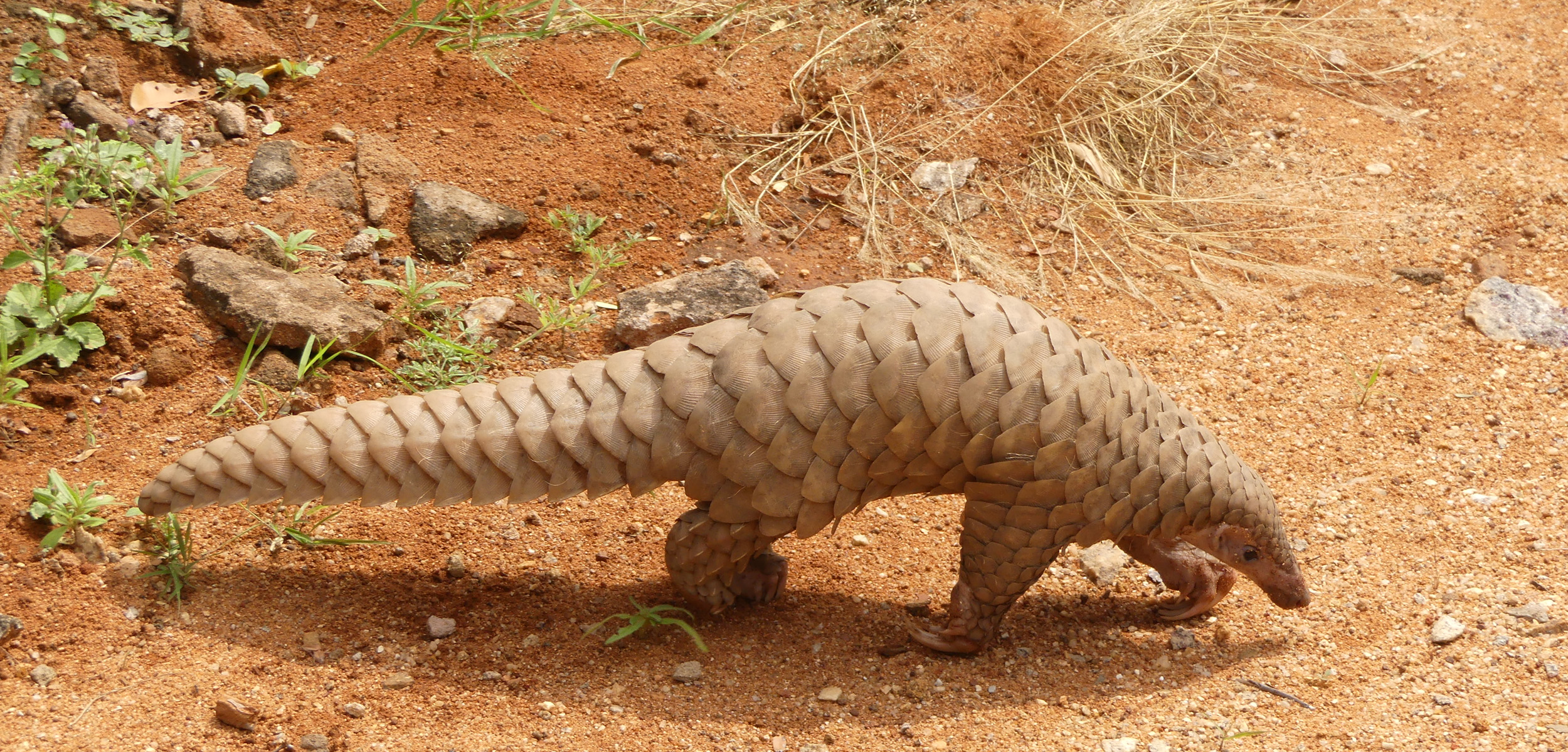 Pangolins Facts, Habitat, Endangered Status Species Spotlight