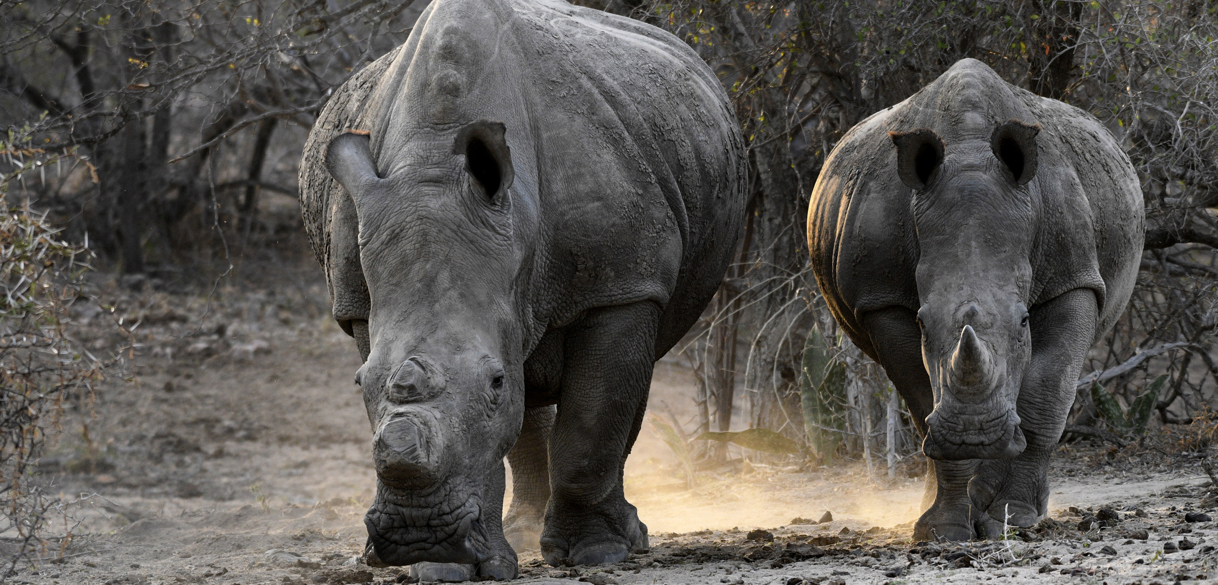 Rhinoceros - Facts, Habitat, Endangered Status | Species Spotlight