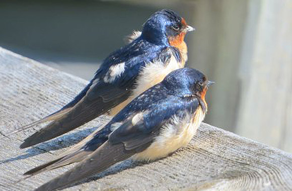 What Can a Fight over Barn Swallow Nests Teach Us about the Next Great Mass Extinction?