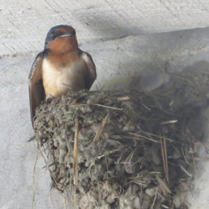 Photo of a barn swallow in a nest.