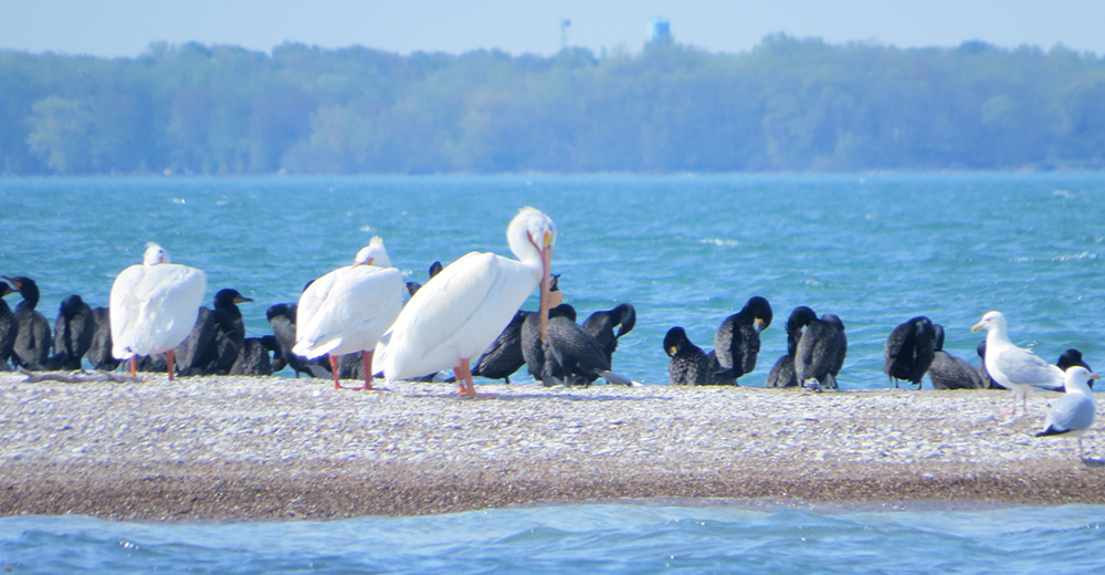 Photo of Pelicans and other waterbirds on Middle Island.