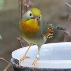 Red-billed leiothrix at the London Zoo