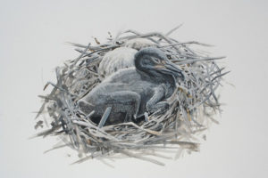 Baby cormorants in the nest. Drawing by Barry Kent MacKay.