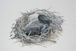 Baby cormorants in the nest. Drawing by Barry Kent MacKay.