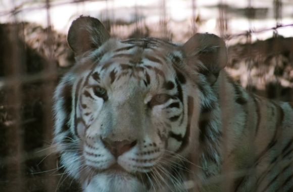Born Free USA Celebrates Reintroduction of Big Cat Public Safety Act in the Senate - Vimarsana News