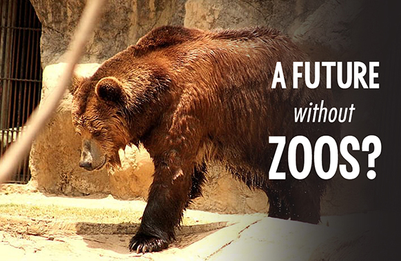 WATCH: A Future without Zoos? Webinar | Born Free USA