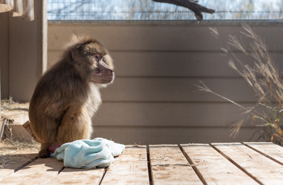 Betsy and one of her many blankies. Photo: Born Free USA.