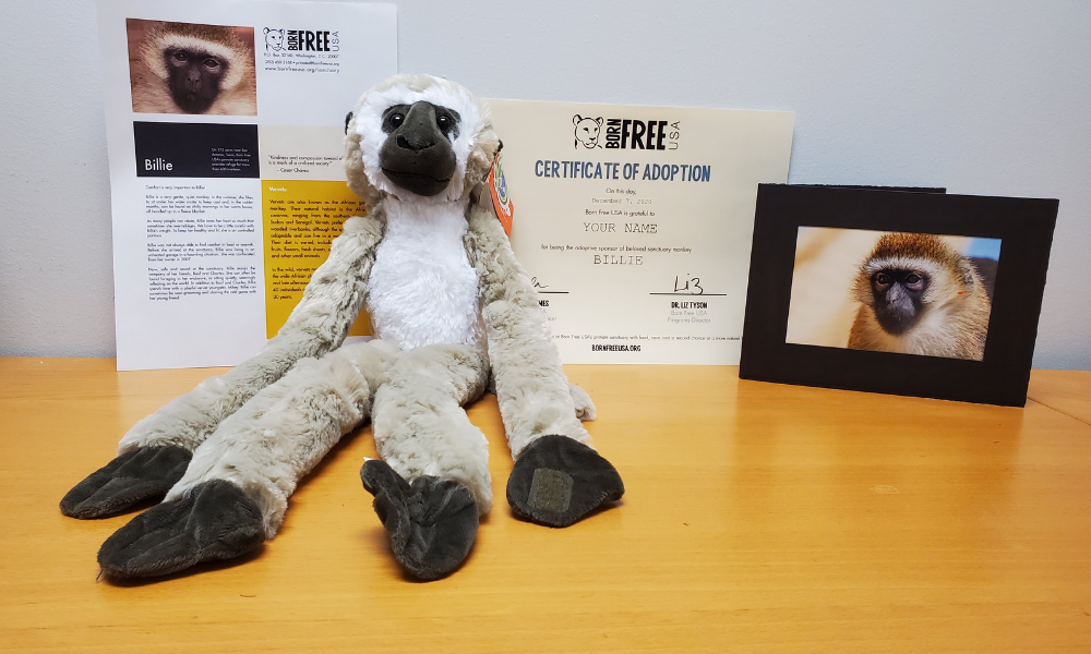 Adopt a Monkey - VegNews | Born Free USA