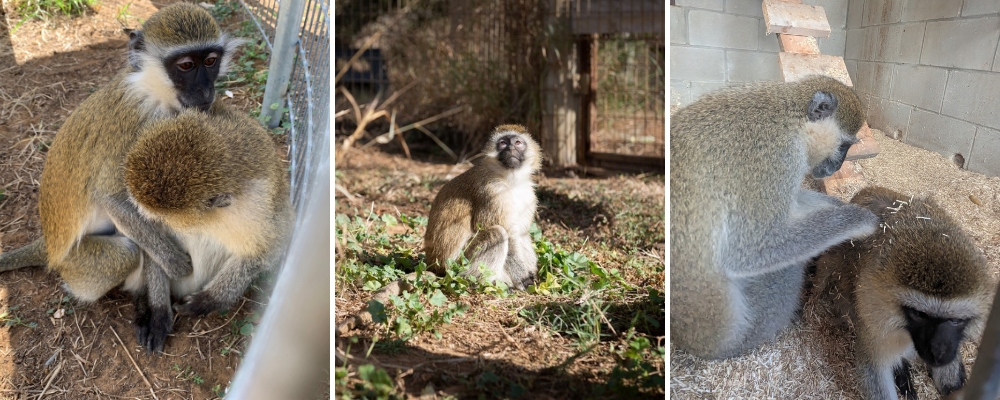 Collage of Billie the Vervet