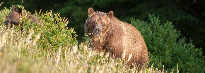 Grizzly Bear