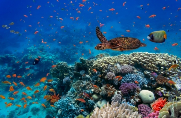 International Day for Biological Diversity – "We Are Part of the Solution": Celebrating Victories and Forging the Way Forward - Vimarsana News