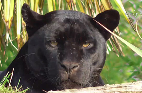 Jaguar Attack at Phoenix Zoo Shows Cruelty of Captivity