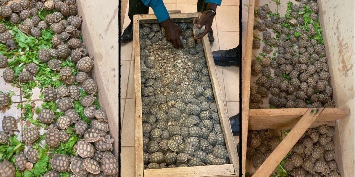 Rescued tortoises seized from a wildlife trafficker in Burkina Faso.