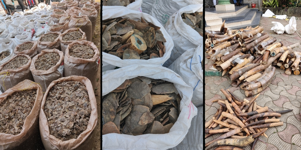 Photos of seized wildlife products in Nigeria.