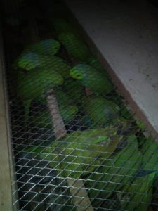 19 seized parrots being trafficked to Europe.