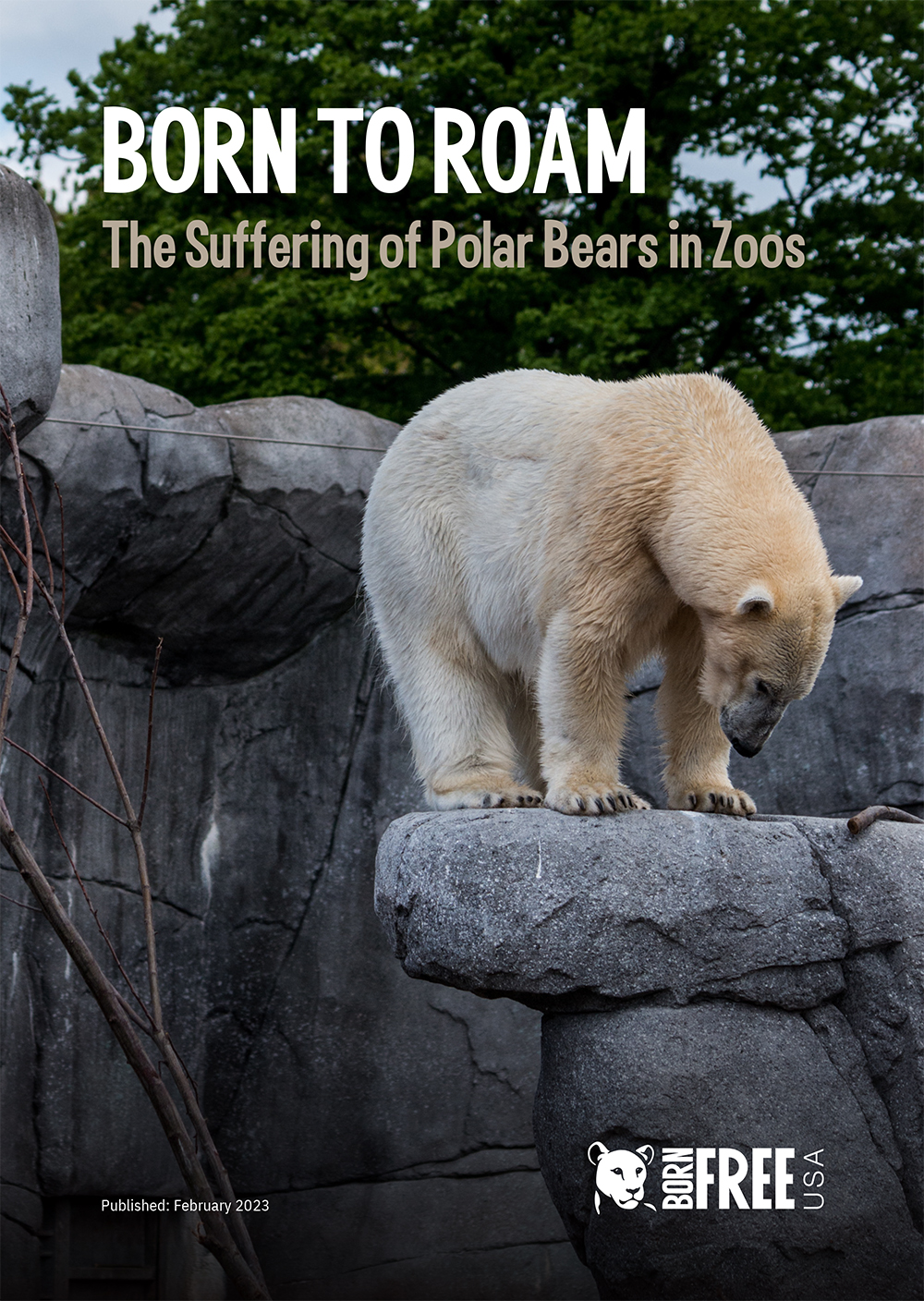 Born to Roam: The Suffering of Polar Bears in Zoos