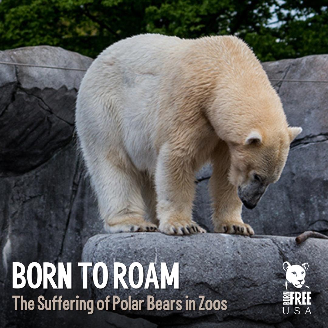 The death of a polar bear and the paradox of captivity