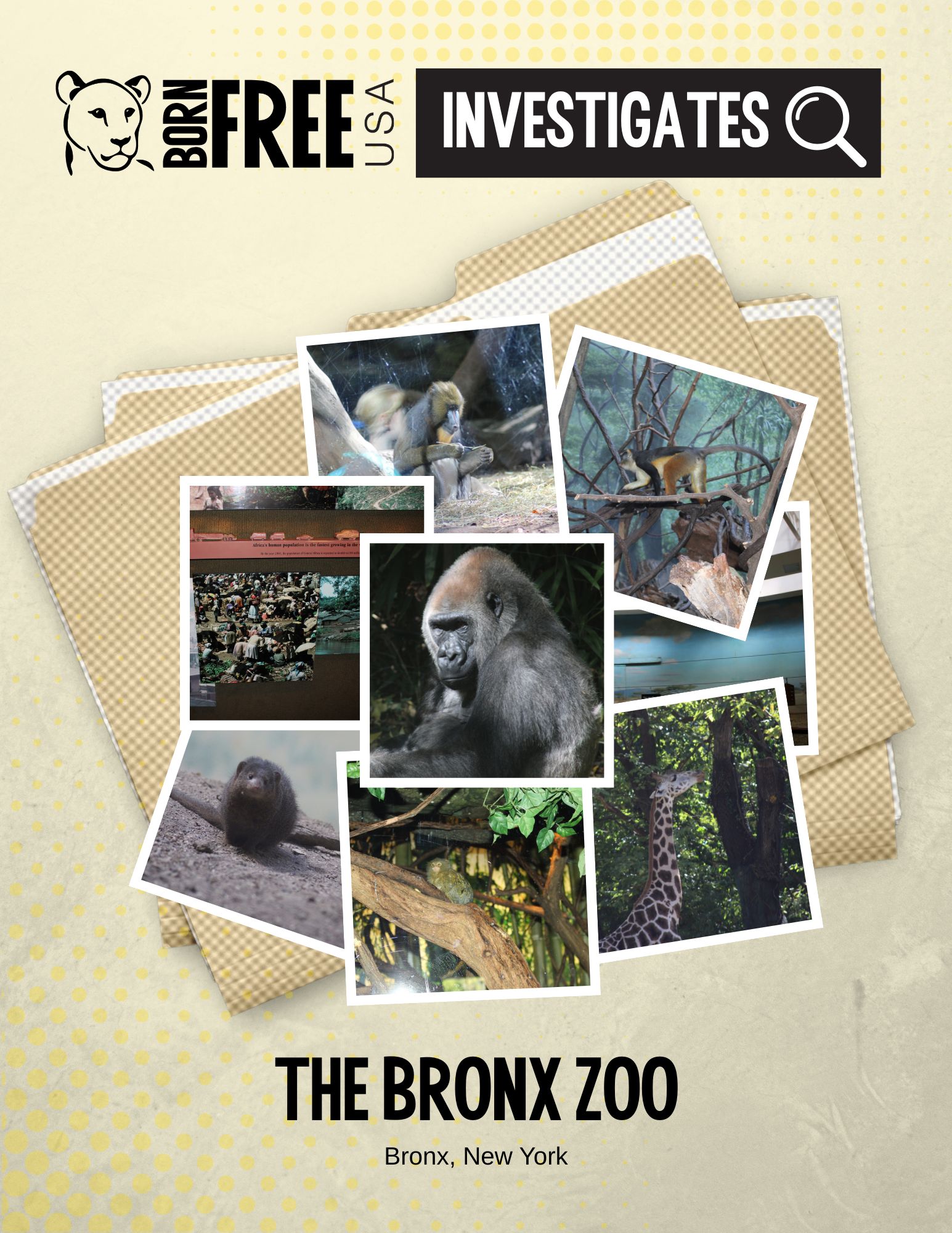 Bronx Zoo Report Cover
