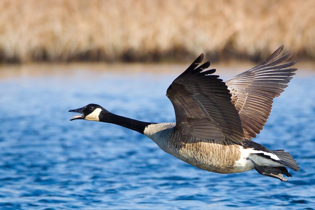 Photo of a goose flying.