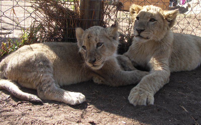 Photo of captive lion cubs.