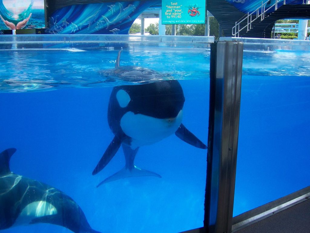 What's Wrong With Zoos & Aquariums? Born Free USA