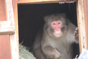 Charlie the Snow Monkey.