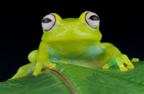 CITES Explainer: Glass Frogs Need Protection | Born Free USA
