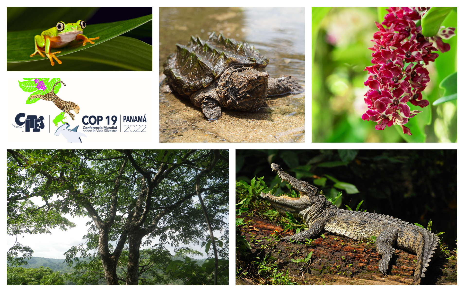 CITES CoP19 Collage