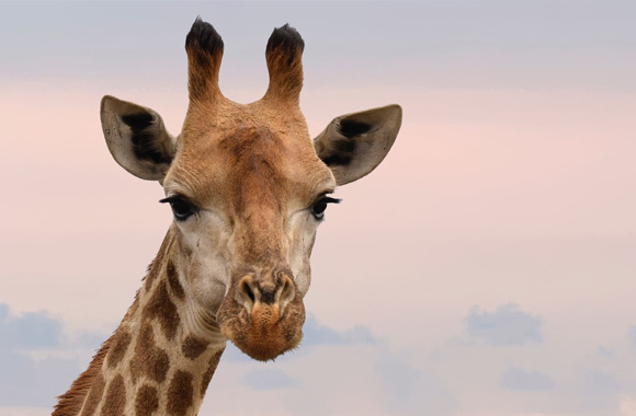 Giraffes Given Increased Protection with Overwhelming