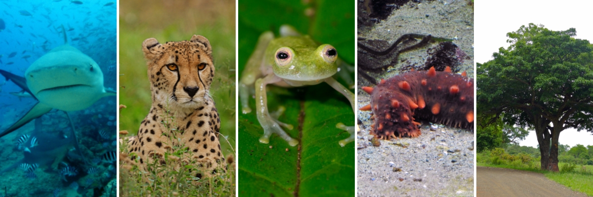 Collage of species granted greater protections at CITES CoP19