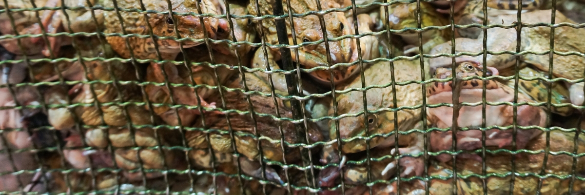 Photo of frogs in a cage.