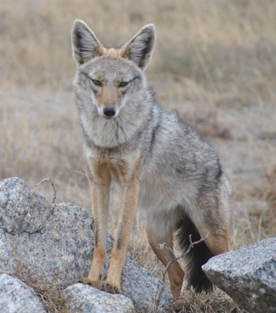 Photo of a coyote.