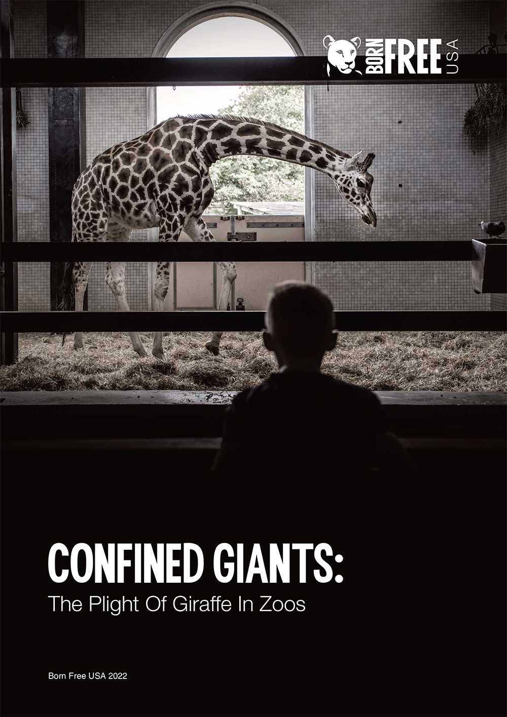 Cover of the Report Confined Giants: The Plight of Giraffe in Zoos