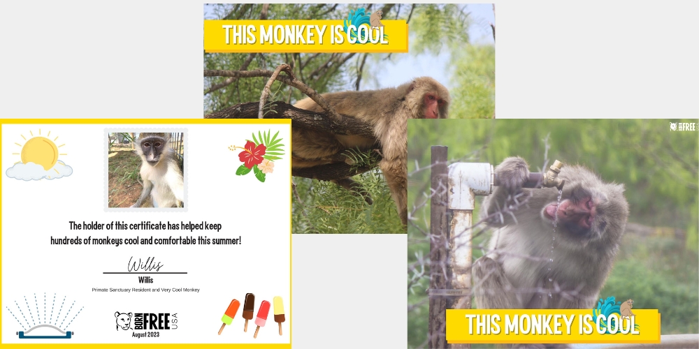 Thumbnails of the thank you certificate and two monkey posters.