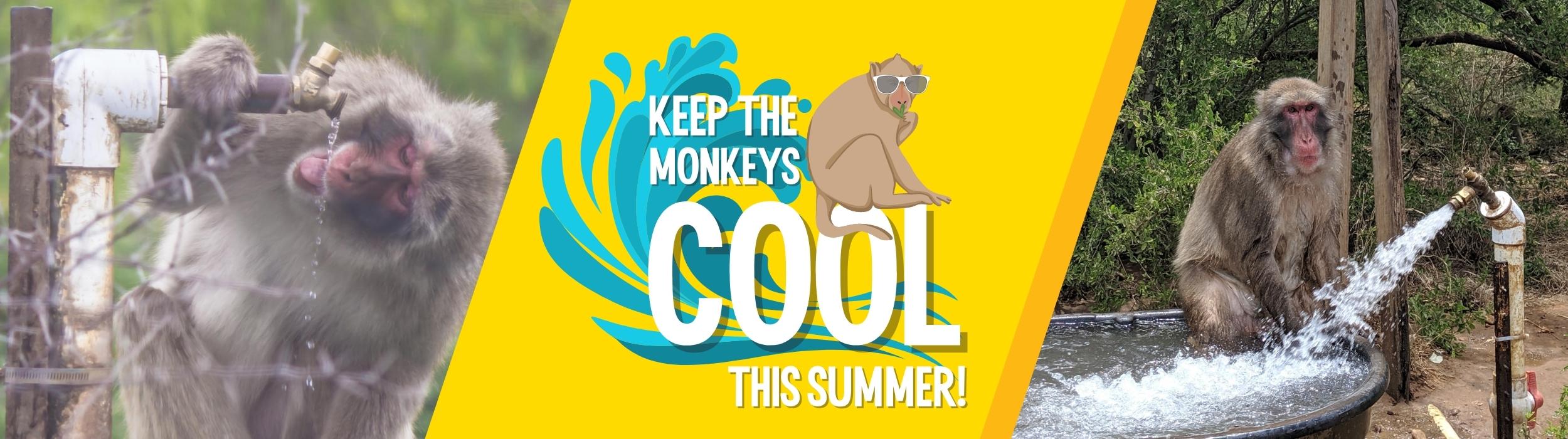 Keep the Monkeys Cool this Summer!