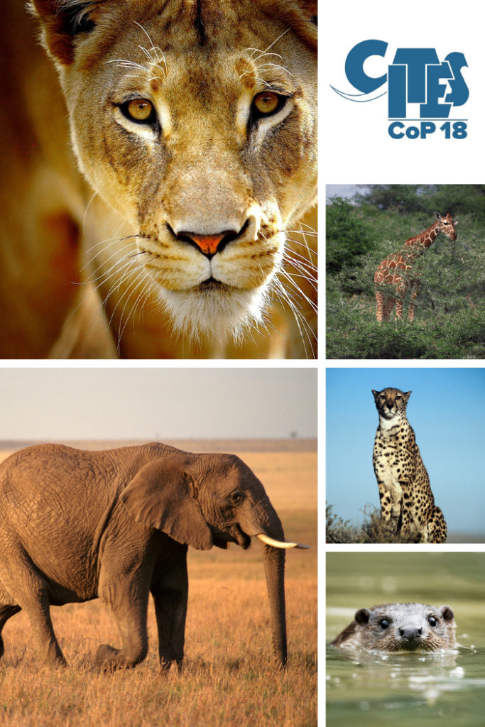 Collage of wildlife that Born Free USA will advocate for at CITES CoP18