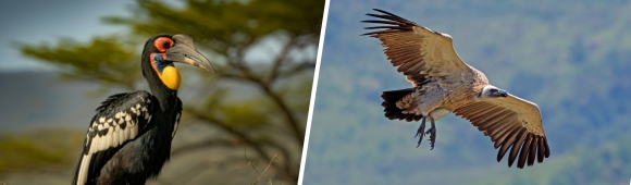 African hornbills and vultures