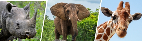 Rhinos, Elephants, and Giraffes