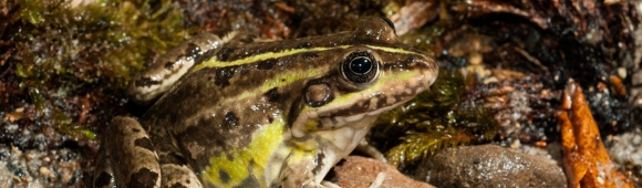 European Water Frogs