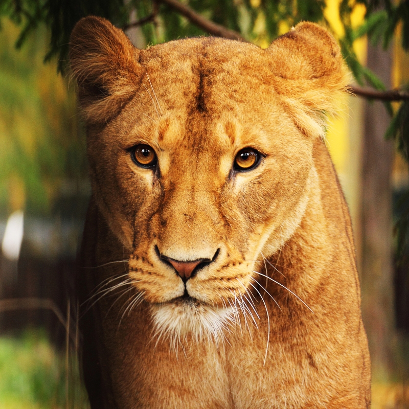 Lioness