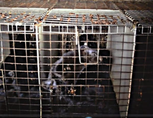 COVID-19 on Fur Farms