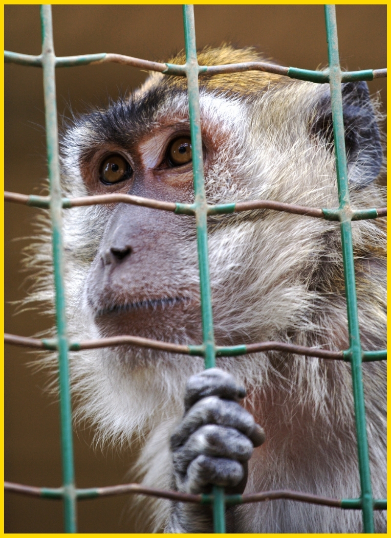 Caged Monkey