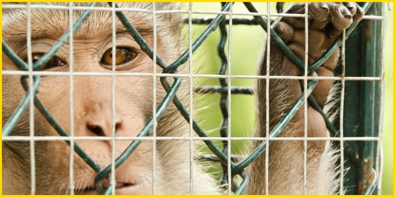 Caged Monkey