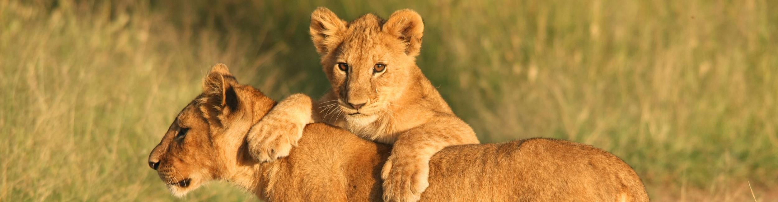 Lion cubs wrestling in the grass