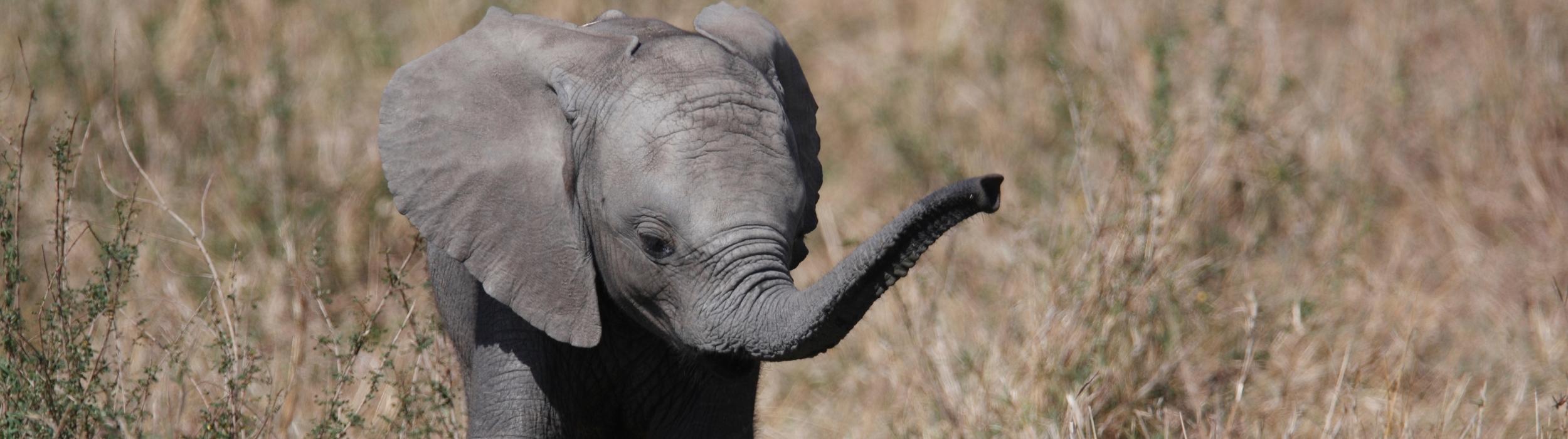 Baby Elephant