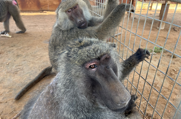 Darwin (foreground) with Marlin.