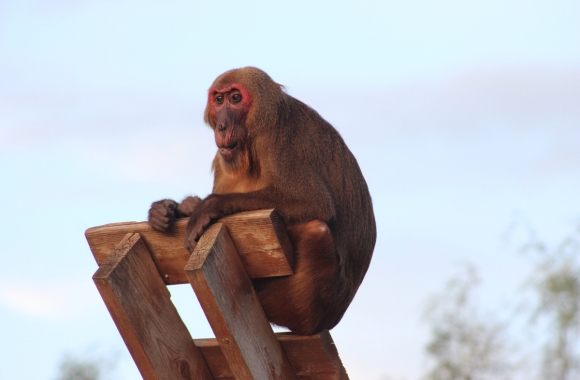 Dewey on a climbing structure.